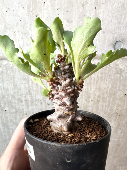 【現品限り】オトンナ・ヘレー 蛮鬼塔【AH49】 Othonna herrei