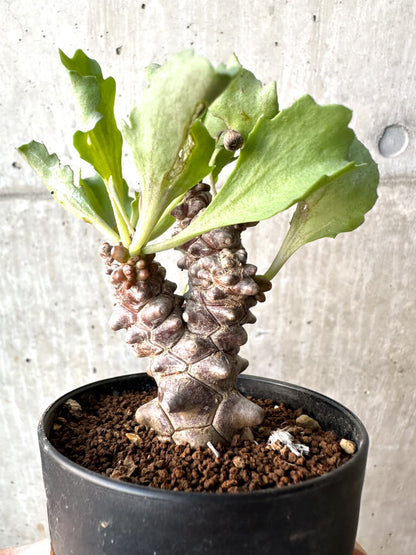 【現品限り】オトンナ・ヘレー 蛮鬼塔【AH49】 Othonna herrei