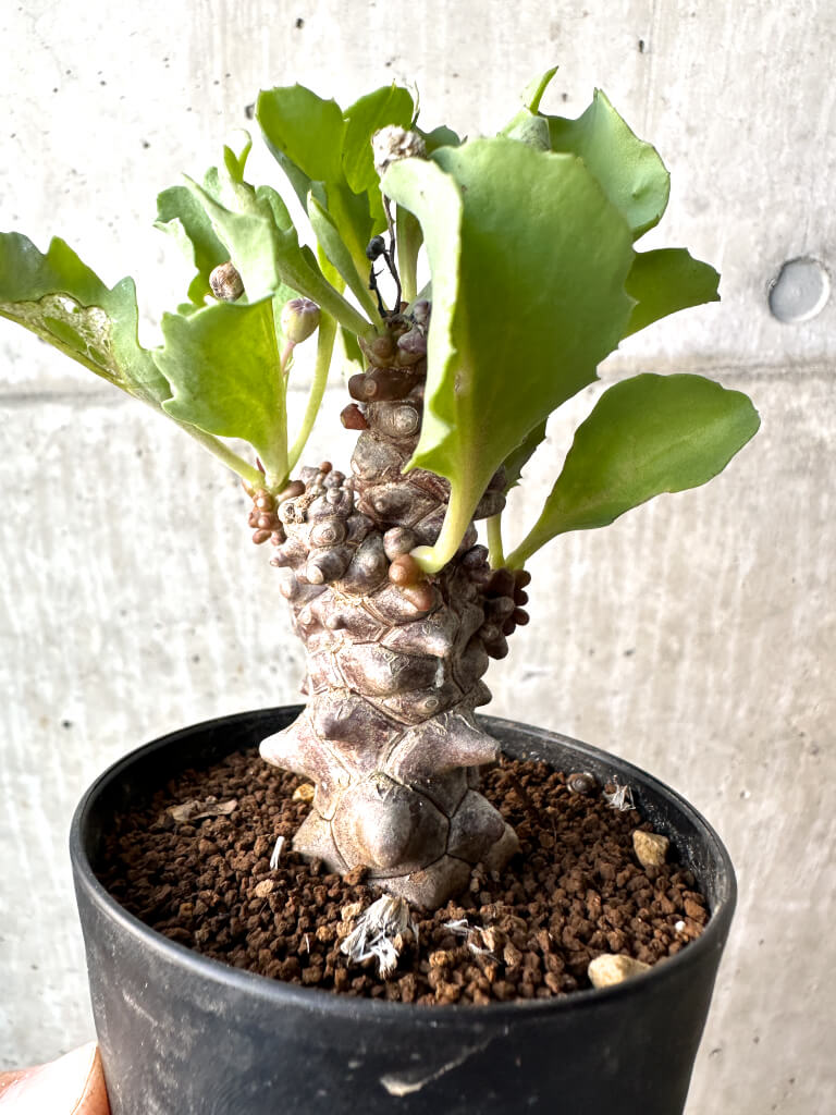 【現品限り】オトンナ・ヘレー 蛮鬼塔【AH49】 Othonna herrei