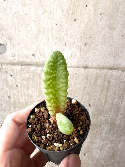【現品限り】ブルビネ・ブルインシー 選抜【AH4】 Bulbine bruynsii