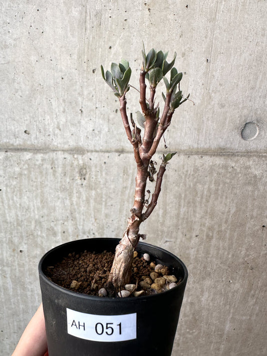 【現品限り】オトンナ・パキポダ【AH51】 Othonna pachypoda