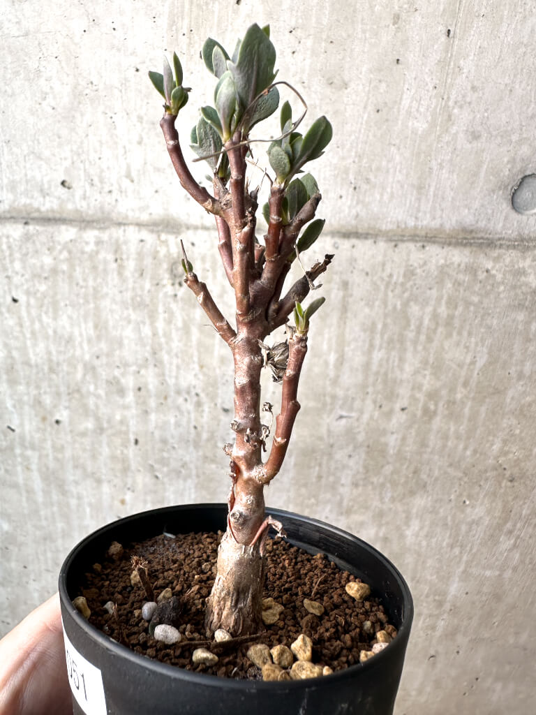 【現品限り】オトンナ・パキポダ【AH51】 Othonna pachypoda