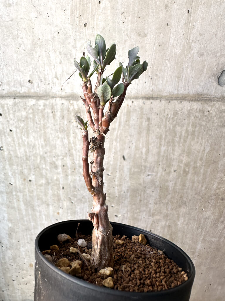 【現品限り】オトンナ・パキポダ【AH51】 Othonna pachypoda