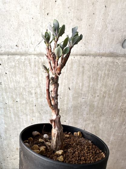 【現品限り】オトンナ・パキポダ【AH51】 Othonna pachypoda