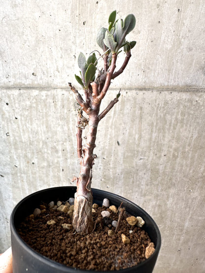 【現品限り】オトンナ・パキポダ【AH51】 Othonna pachypoda