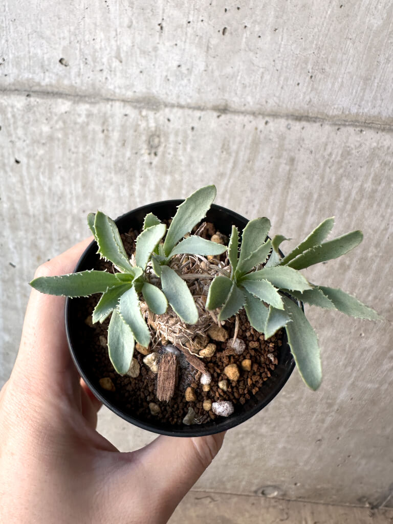 【現品限り】オトンナ・レピドカウリス【AH52】 Othonna lepidocaulis