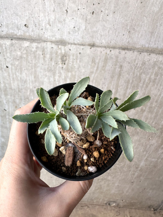 【現品限り】オトンナ・レピドカウリス【AH52】 Othonna lepidocaulis