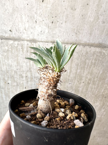 【現品限り】オトンナ・レピドカウリス【AH52】 Othonna lepidocaulis