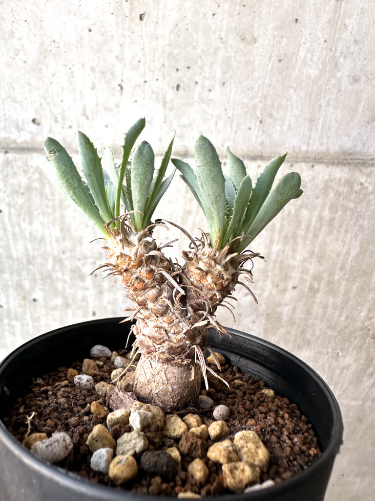 【現品限り】オトンナ・レピドカウリス【AH52】 Othonna lepidocaulis