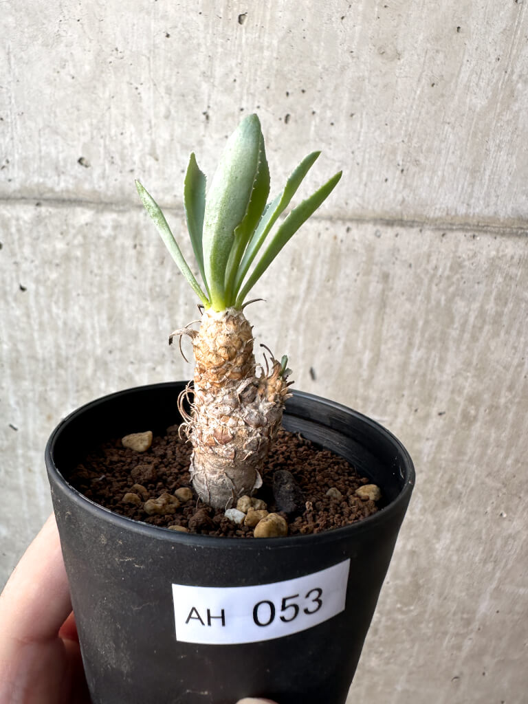 【現品限り】オトンナ・レピドカウリス【AH53】 Othonna lepidocaulis