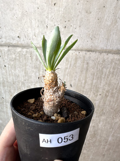 【現品限り】オトンナ・レピドカウリス【AH53】 Othonna lepidocaulis