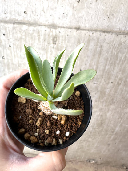 【現品限り】オトンナ・レピドカウリス【AH53】 Othonna lepidocaulis