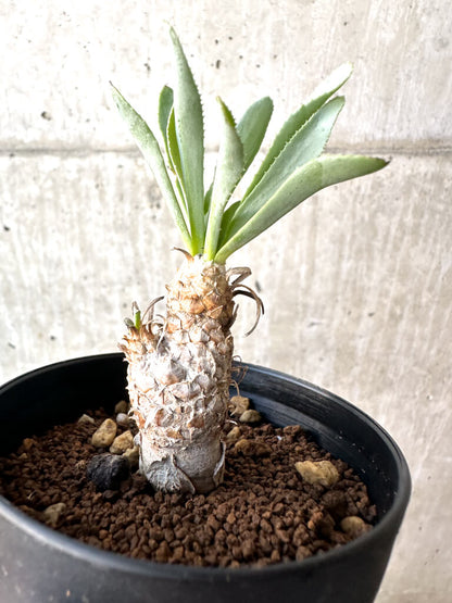 【現品限り】オトンナ・レピドカウリス【AH53】 Othonna lepidocaulis