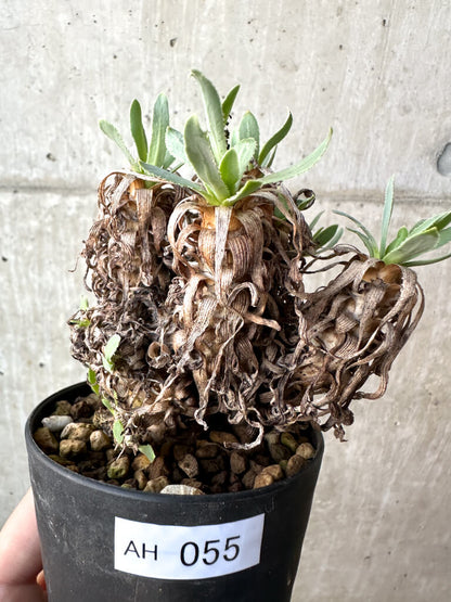 【現品限り】オトンナ・レトロルサ【AH55】 Othonna retrorsa