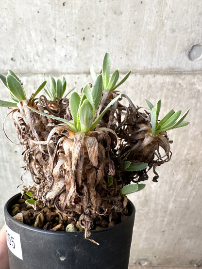 【現品限り】オトンナ・レトロルサ【AH55】 Othonna retrorsa