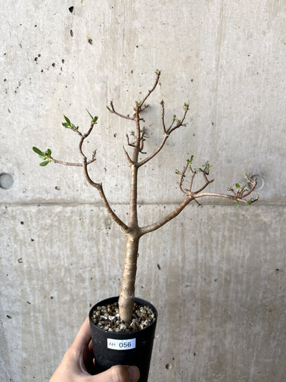 【現品限り】オトンナ・アルブスクラ【AH56】 Othonna arbuscula