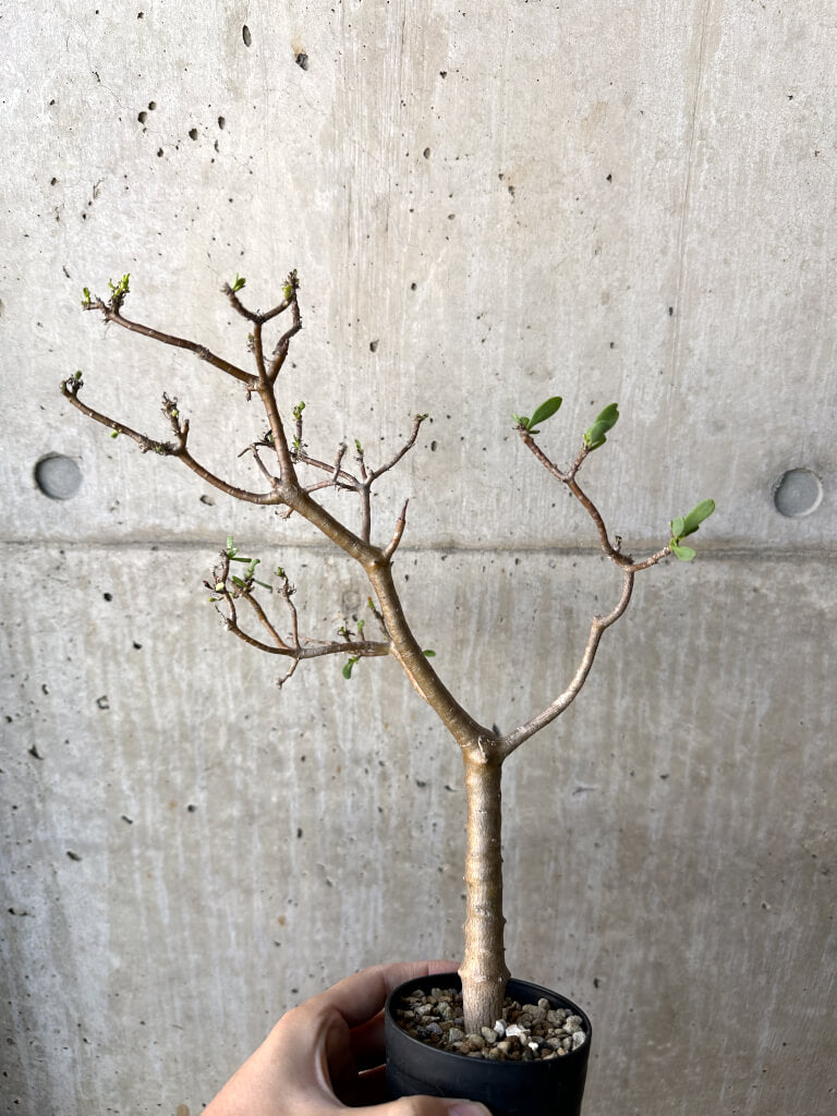 【現品限り】オトンナ・アルブスクラ【AH56】 Othonna arbuscula