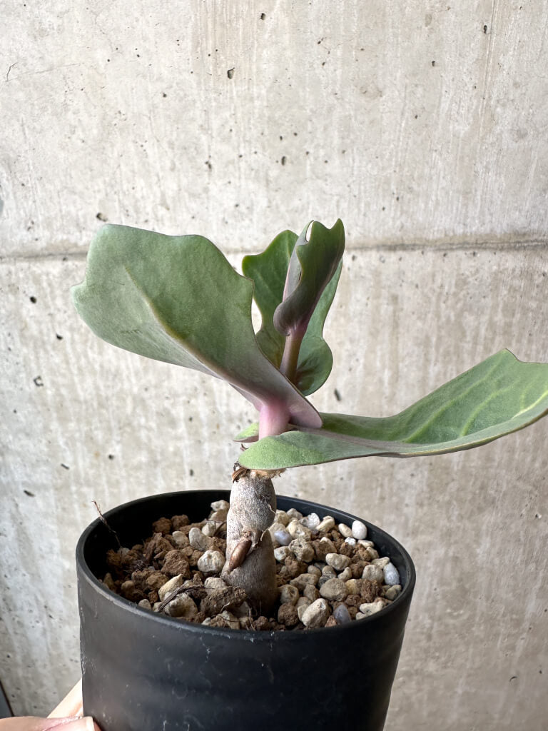 【現品限り】オトンナ・クネアータ 未同定【AH58】 Othonna cf. cuneata