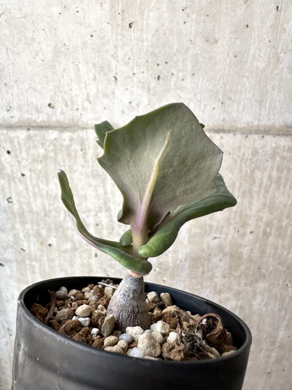 【現品限り】オトンナ・クネアータ 未同定【AH59】 Othonna cf. cuneata