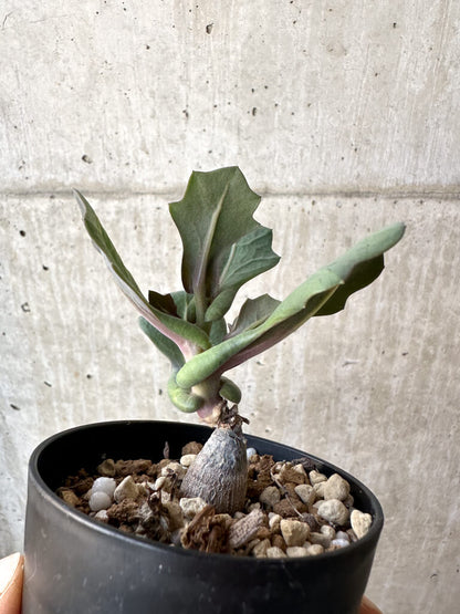 【現品限り】オトンナ・クネアータ 未同定【AH59】 Othonna cf. cuneata