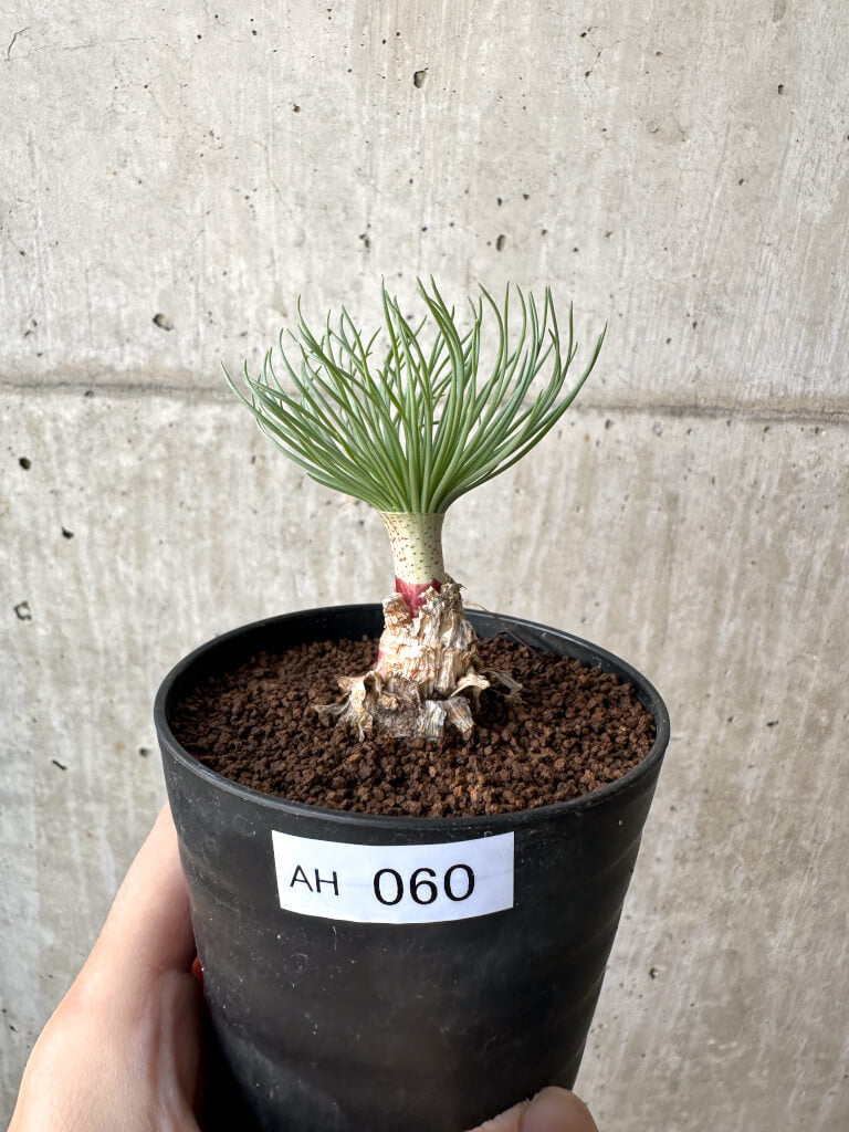 【現品限り】ゲチリス・グランディフローラ【AH60】 Gethyllis grandiflora