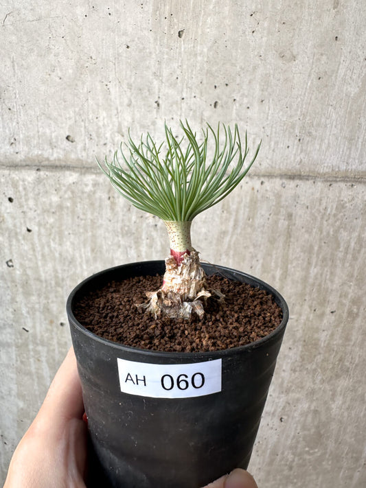 【現品限り】ゲチリス・グランディフローラ【AH60】 Gethyllis grandiflora