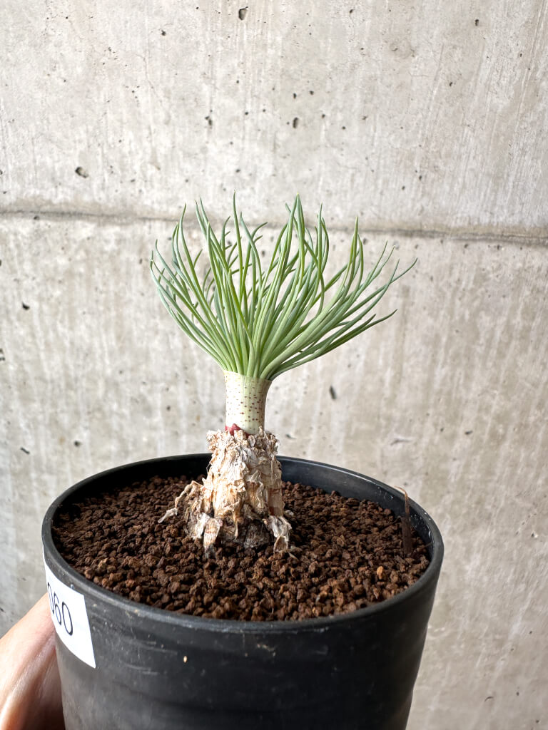 【現品限り】ゲチリス・グランディフローラ【AH60】 Gethyllis grandiflora