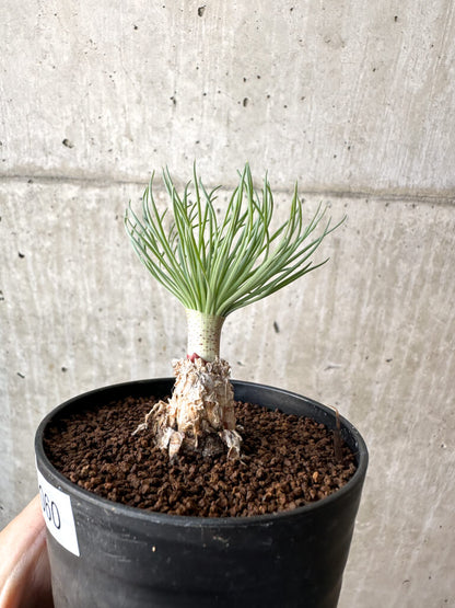 【現品限り】ゲチリス・グランディフローラ【AH60】 Gethyllis grandiflora