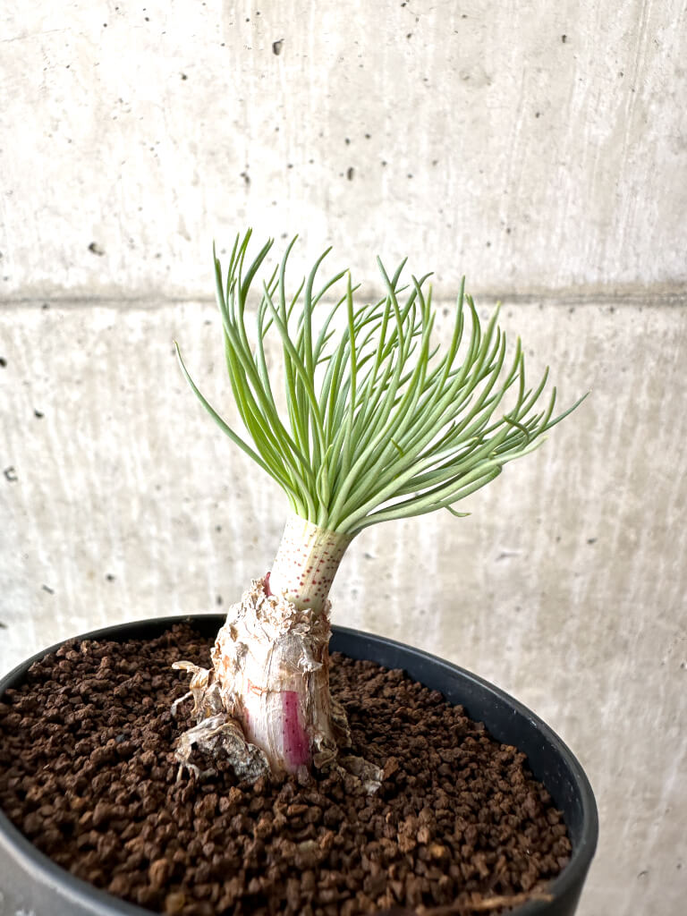 【現品限り】ゲチリス・グランディフローラ【AH60】 Gethyllis grandiflora