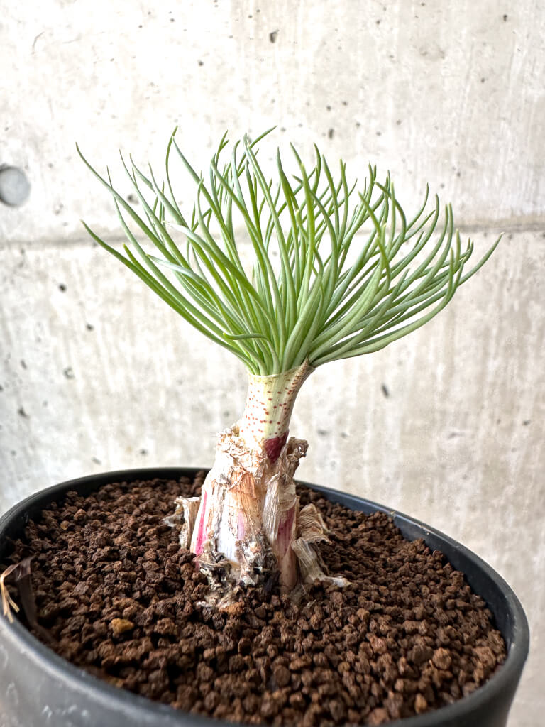 【現品限り】ゲチリス・グランディフローラ【AH60】 Gethyllis grandiflora