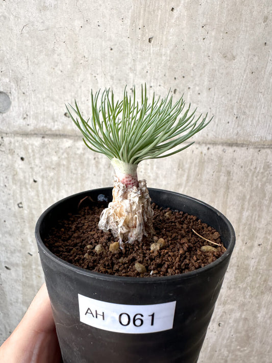 【現品限り】ゲチリス・グランディフローラ【AH61】 Gethyllis grandiflora