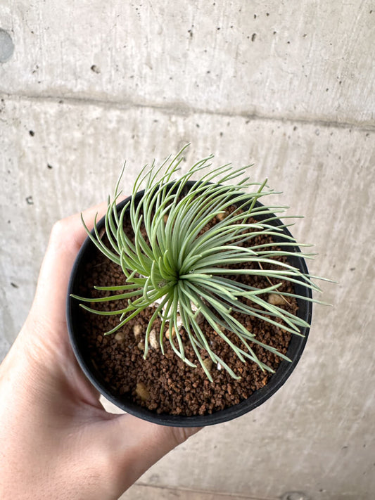 【現品限り】ゲチリス・グランディフローラ【AH61】 Gethyllis grandiflora