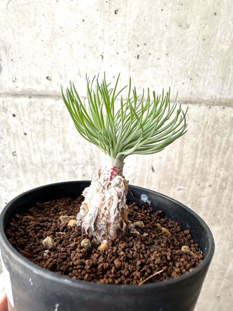 【現品限り】ゲチリス・グランディフローラ【AH61】 Gethyllis grandiflora