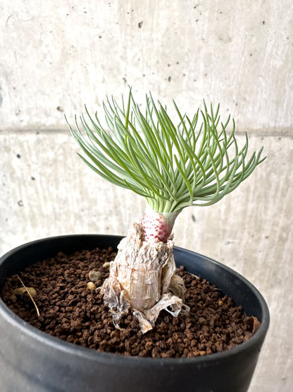 【現品限り】ゲチリス・グランディフローラ【AH61】 Gethyllis grandiflora
