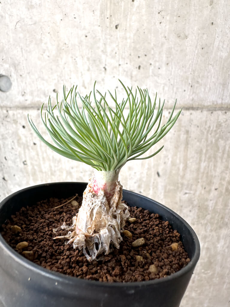 【現品限り】ゲチリス・グランディフローラ【AH61】 Gethyllis grandiflora