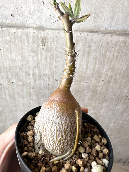 【現品限り】パキポディウム・サキュレンタム 実生【AH62】 Pachypodium succulentum