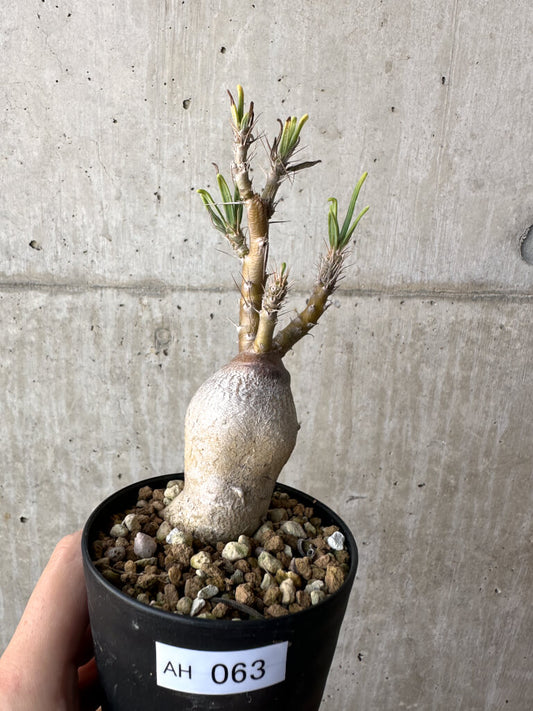 【現品限り】パキポディウム・サキュレンタム 実生【AH63】 Pachypodium succulentum