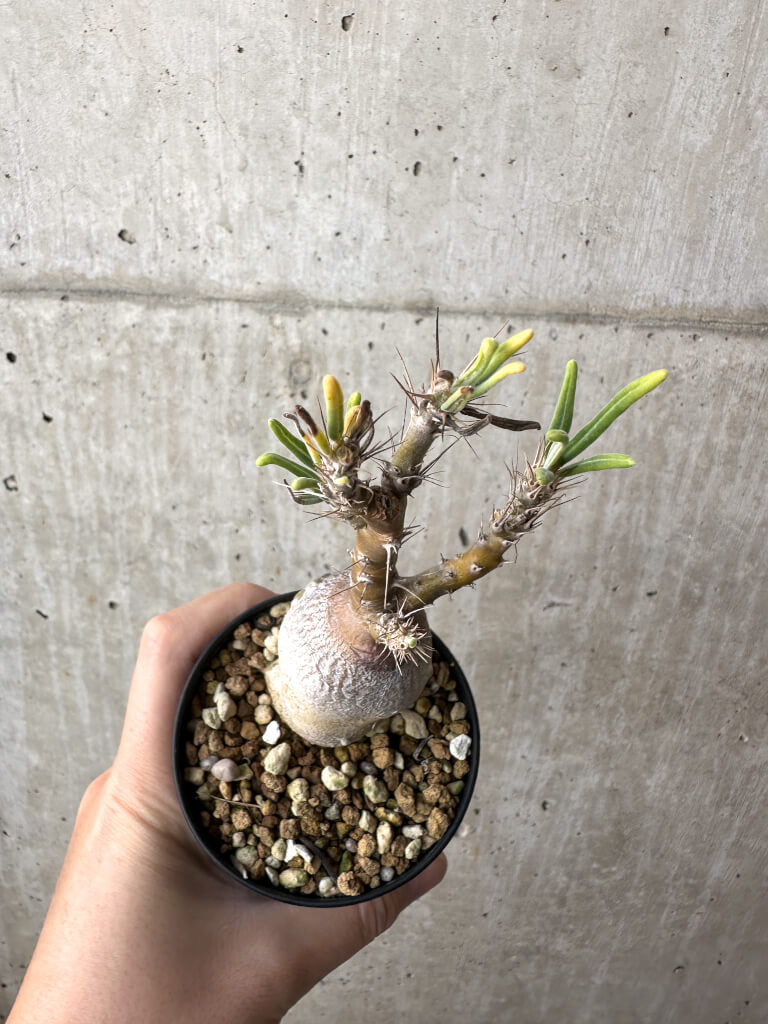 【現品限り】パキポディウム・サキュレンタム 実生【AH63】 Pachypodium succulentum