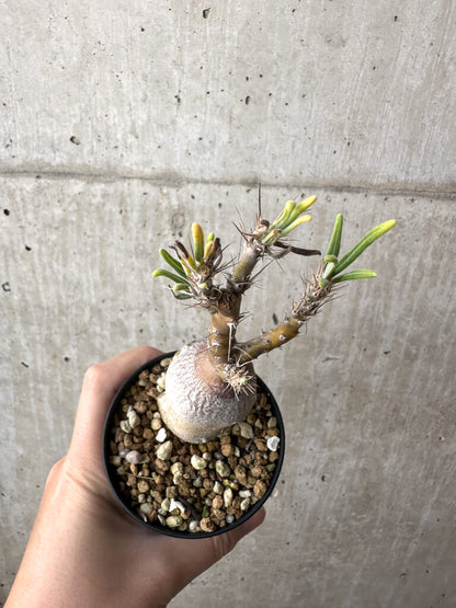 【現品限り】パキポディウム・サキュレンタム 実生【AH63】 Pachypodium succulentum