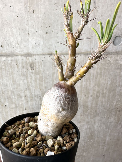 【現品限り】パキポディウム・サキュレンタム 実生【AH63】 Pachypodium succulentum