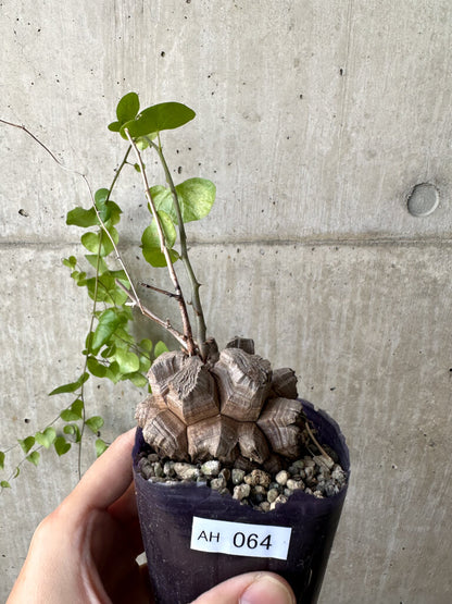 【現品限り】アフリカ亀甲竜【AH64】 Dioscorea elephantipes