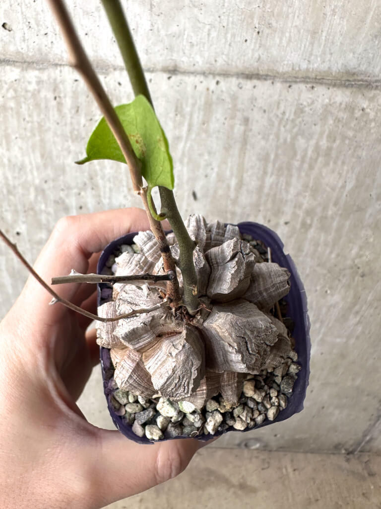 現品限り】アフリカ亀甲竜【AH64】 Dioscorea elephantipes 塊根植物