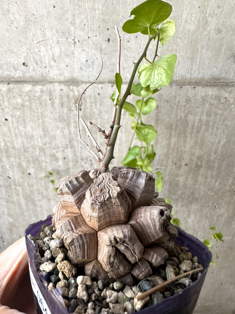 1月入荷 種子500粒 Dioscorea elephantipes 亀甲竜 長谷川園芸産】亀甲竜 Dioscorea elephantipes 5寸 | mana's