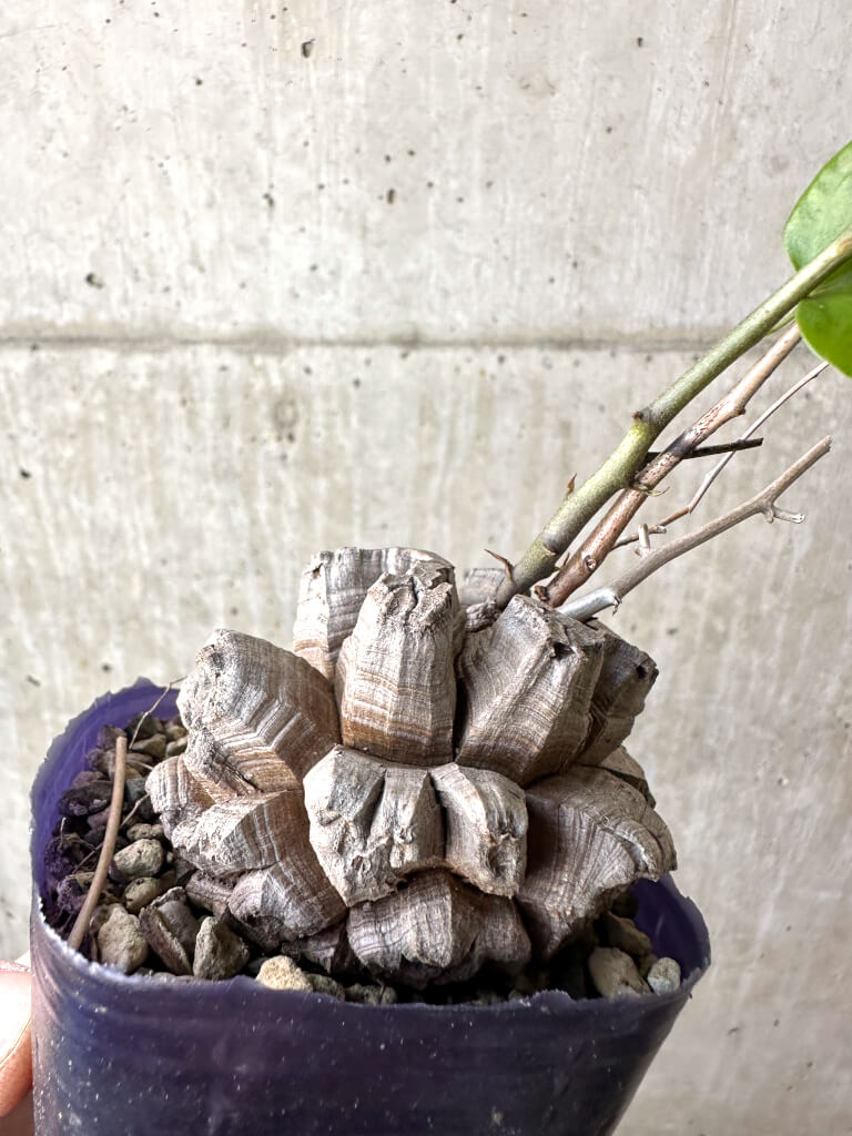 現品限り】アフリカ亀甲竜【AH64】 Dioscorea elephantipes 塊根植物
