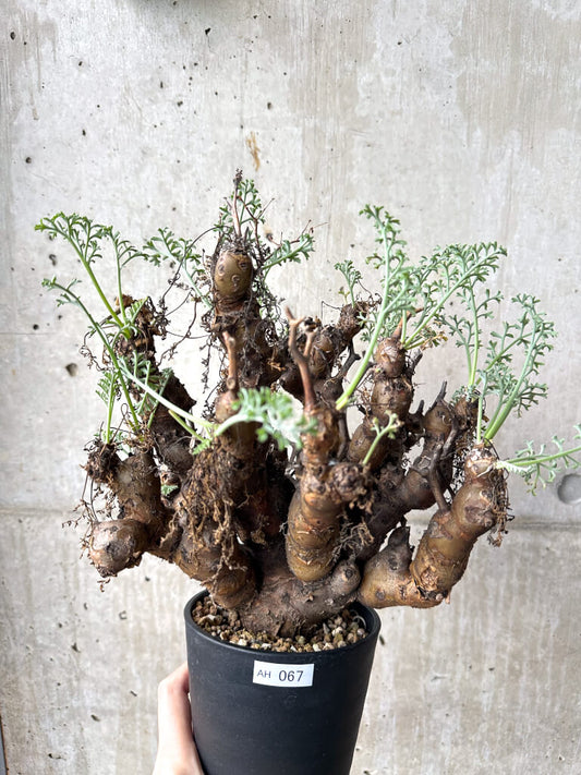 【現品限り】ペラルゴニウム・クリズミフォリウム 現地株 長期管理【AH67】 Pelargonium crithmifolium