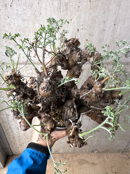 【現品限り】ペラルゴニウム・クリズミフォリウム 現地株 長期管理【AH67】 Pelargonium crithmifolium