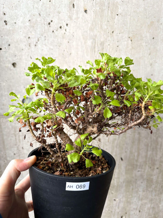 【現品限り】ペラルゴニウム ゼロフィトン【AH69】 Pelargonium xerophyton