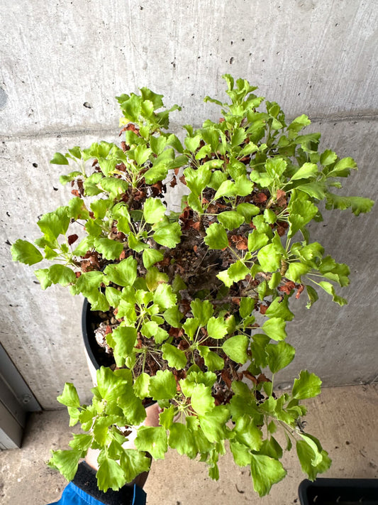 【現品限り】ペラルゴニウム ゼロフィトン【AH69】 Pelargonium xerophyton