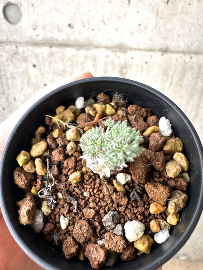 【現品限り】モンソニア・ぺニクリナム【AH6】 Monsonia peniculinum