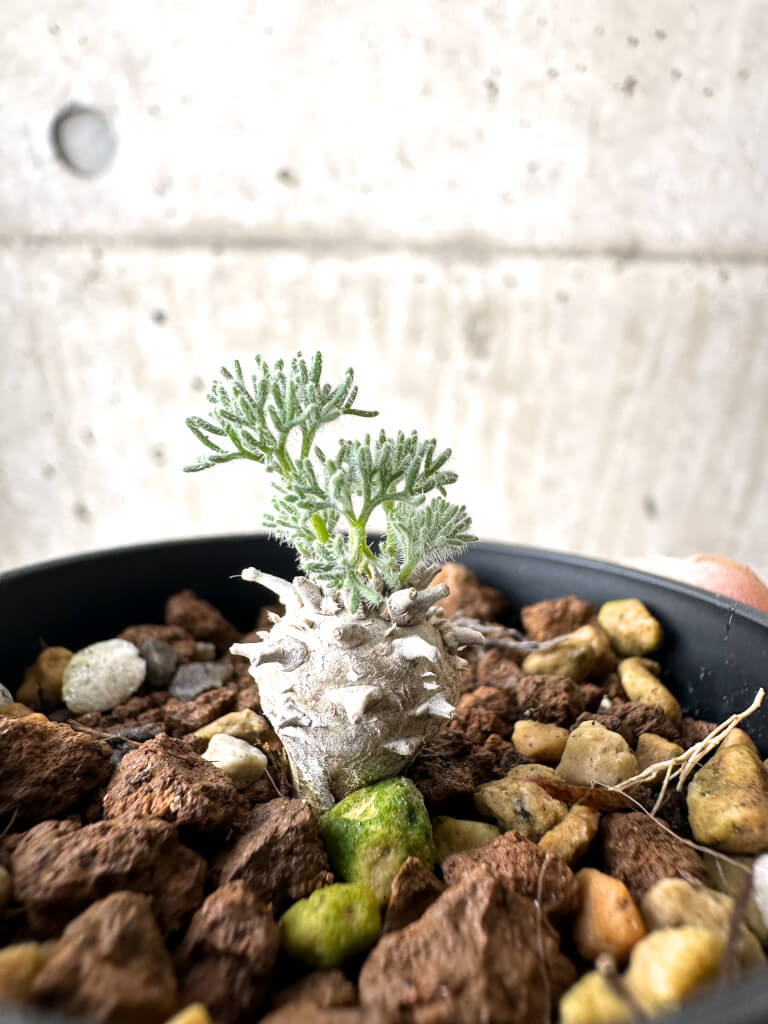 【現品限り】モンソニア・ぺニクリナム【AH6】 Monsonia peniculinum